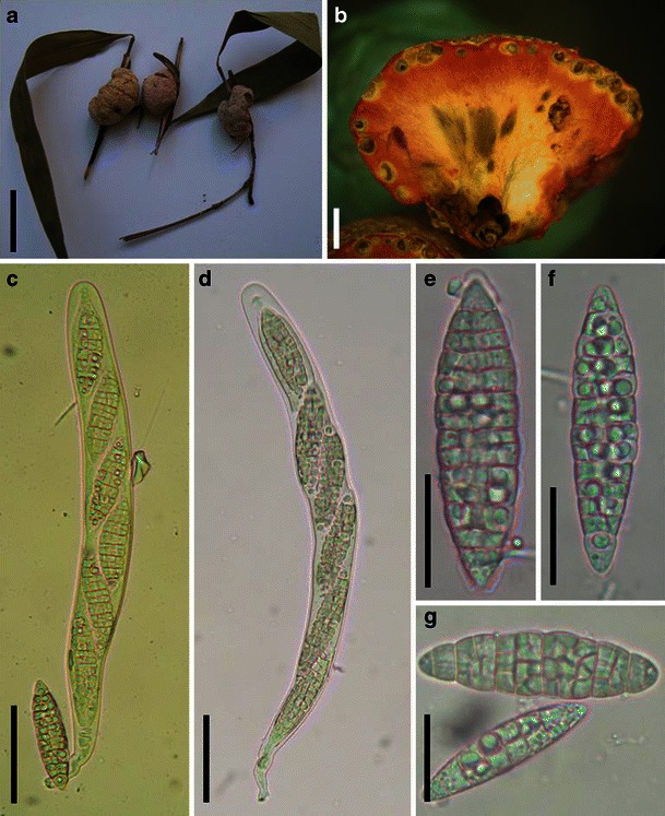 Fig. 88