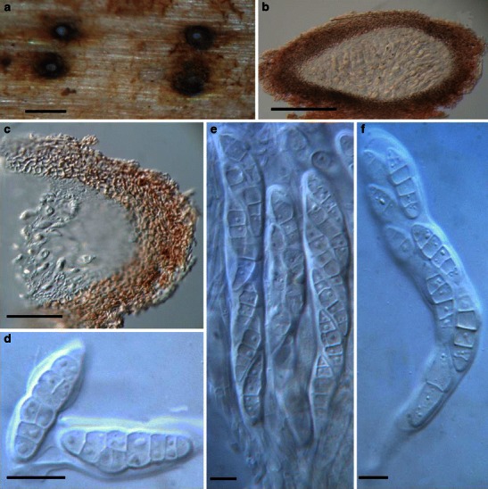 Fig. 18