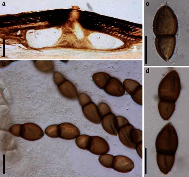 Fig. 35