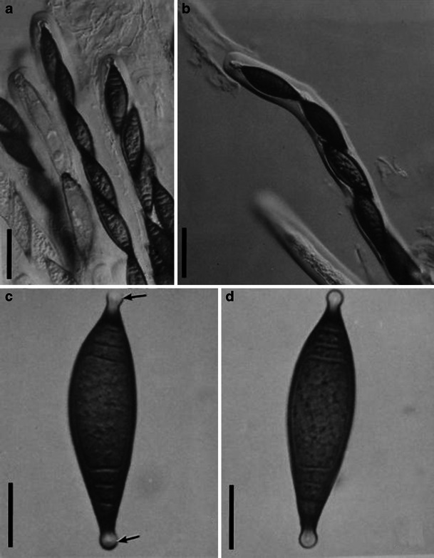 Fig. 12