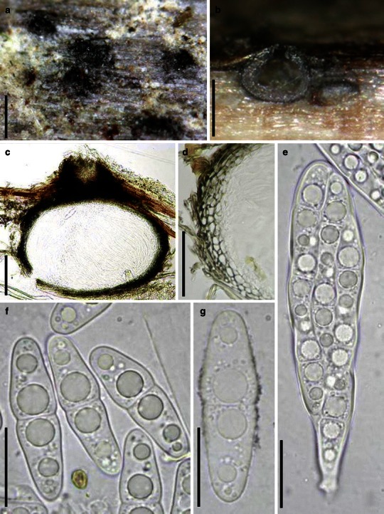 Fig. 43