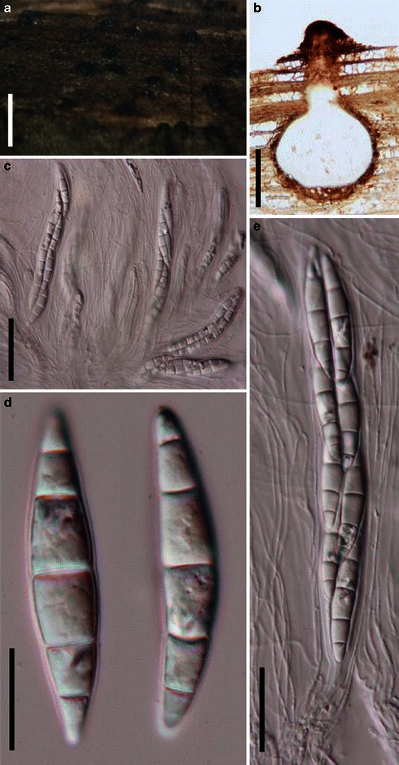 Fig. 82