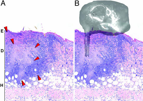 Fig. 5.