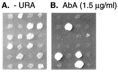 FIG. 3