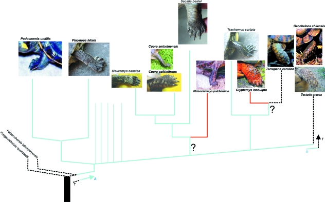 Fig. 7