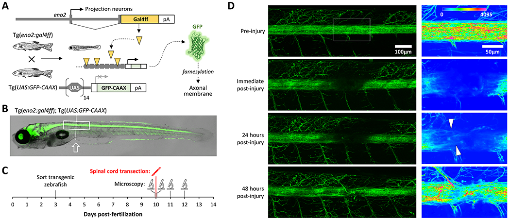 Figure 1: