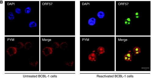 Figure 3b