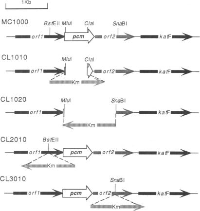 graphic file with name pnas01094-0531-a.jpg