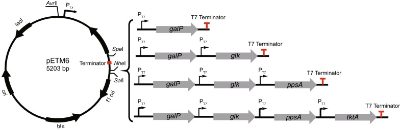 Fig. 1