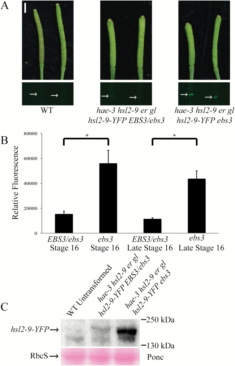 Fig. 5.