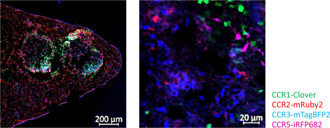 Figure 4—figure supplement 4.