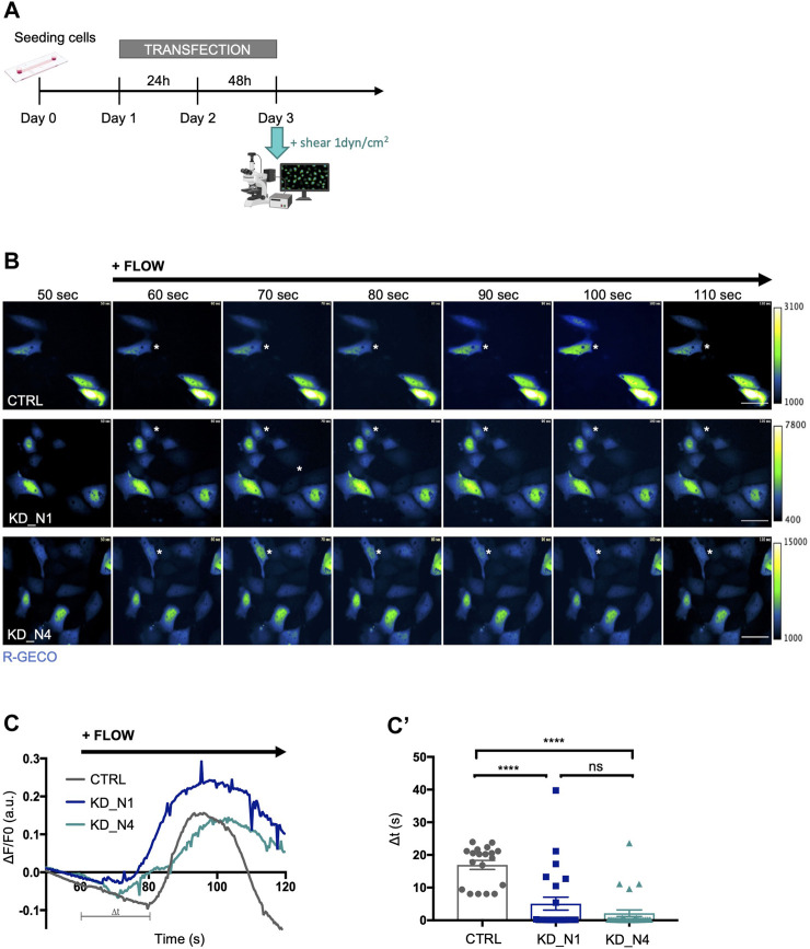 FIGURE 2