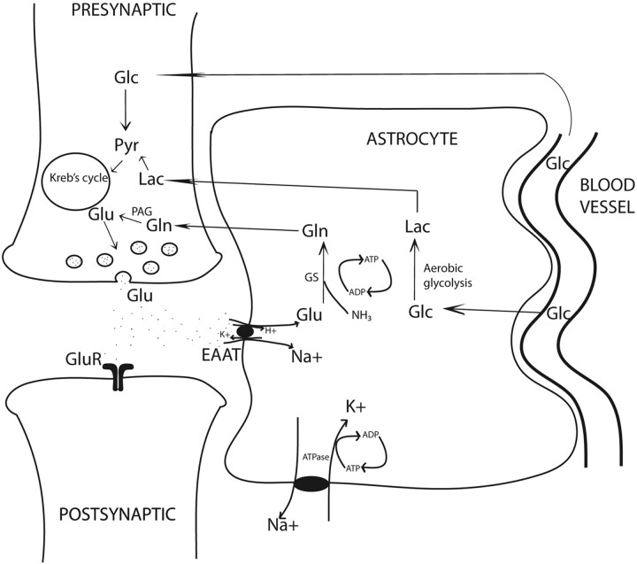 Fig 1.