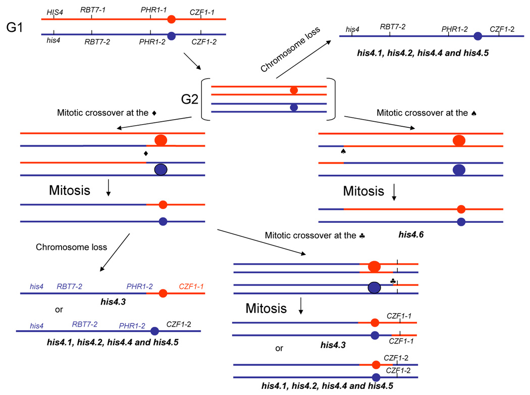 Fig. 3