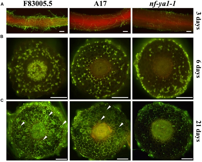 FIGURE 2