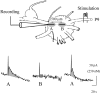 Fig. 8.
