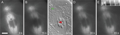 FIGURE 2: