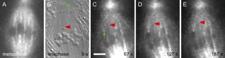 FIGURE 4: