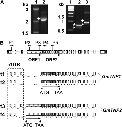 Figure 5.—