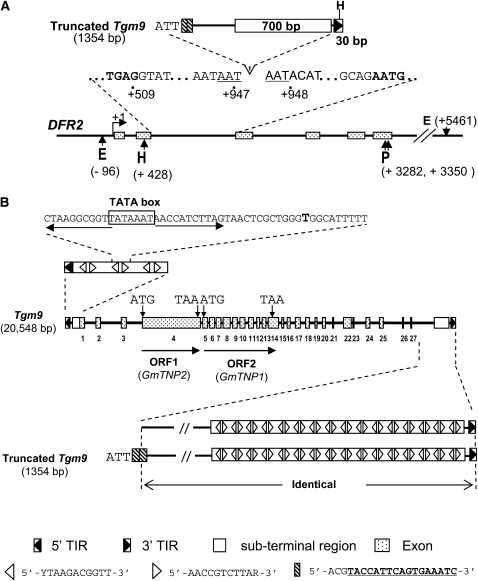 Figure 4.—