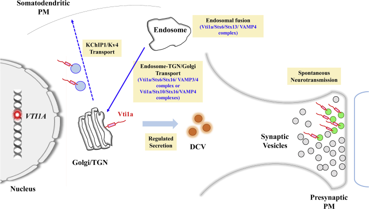 Figure 1