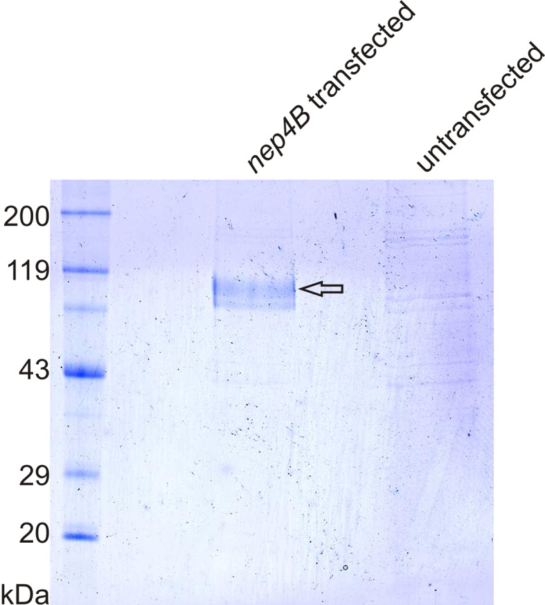 Figure 7—figure supplement 1.