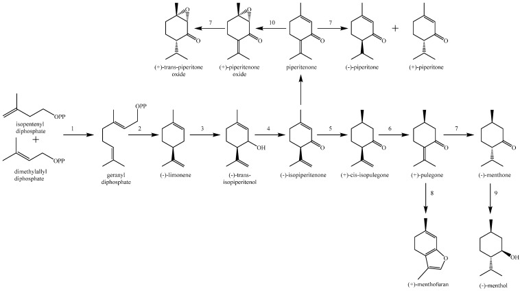 Scheme 2