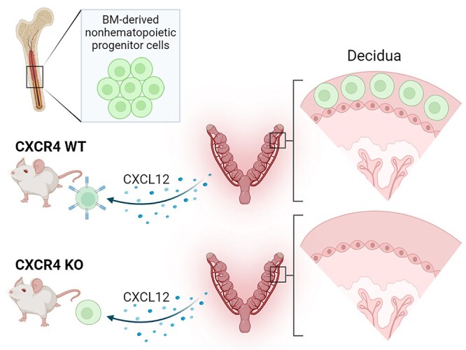 Graphical Abstract