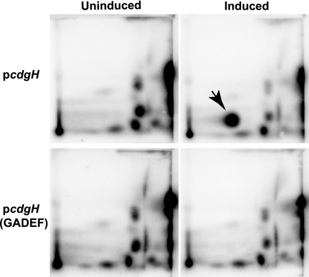 FIG. 3.