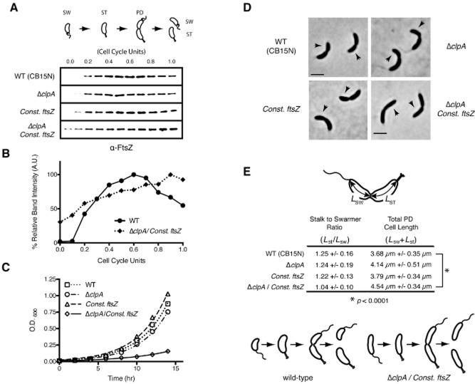 Fig 5