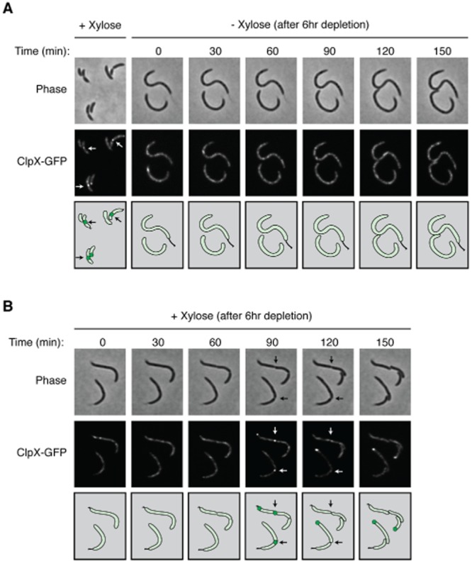 Fig 2