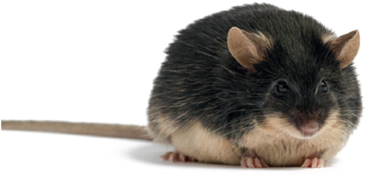 A mouse bred to be diabetic, obese and hyperglycaemic