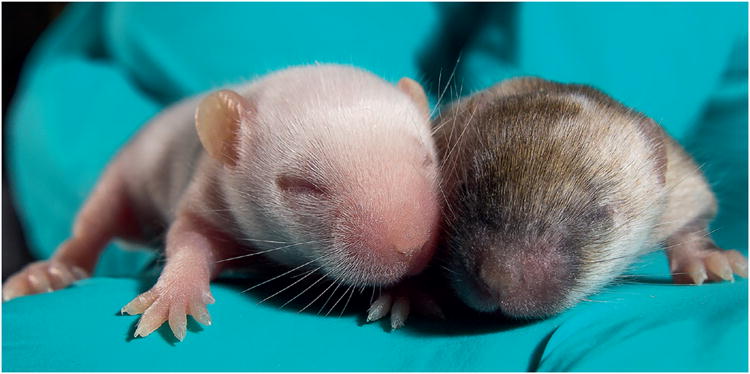 Littermates are often a mixture of mice carrying a required mutation and ‘wild type’