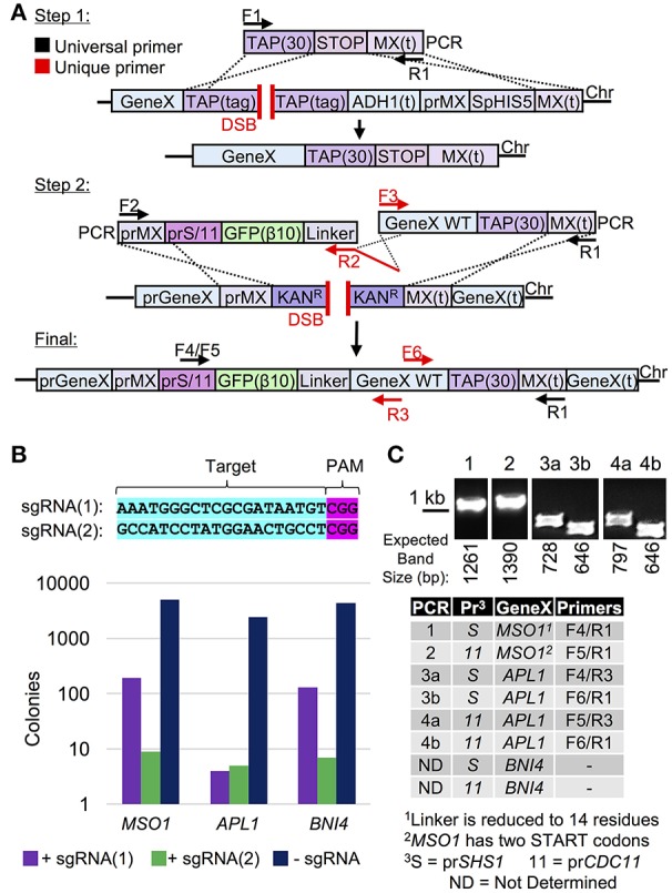 Figure 4