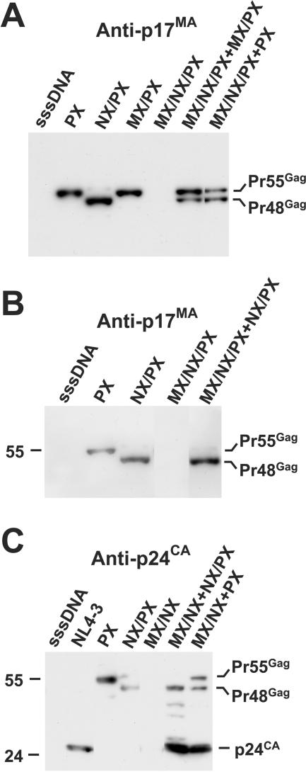 FIG. 6.