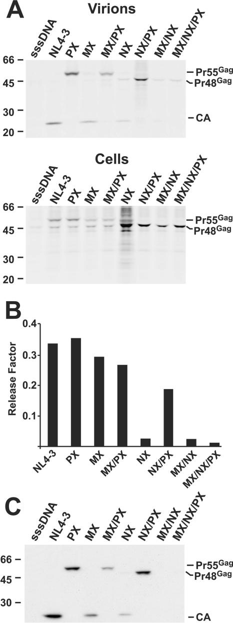 FIG. 4.