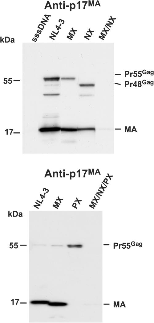 FIG. 3.