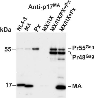 FIG. 5.