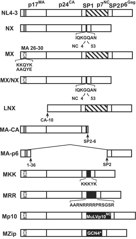 FIG. 1.