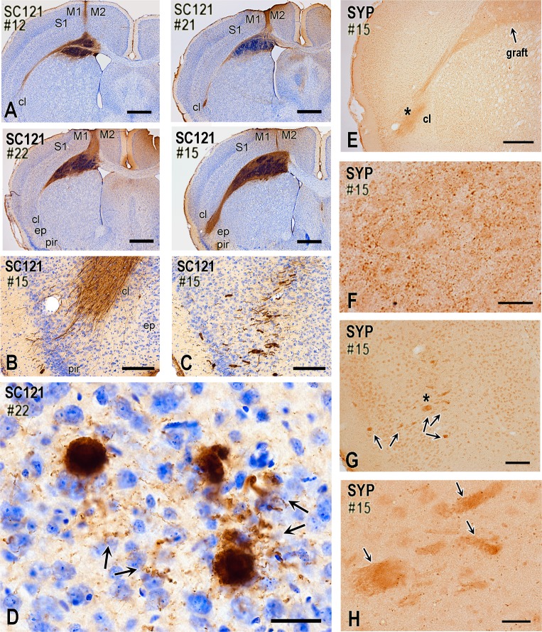 Fig 9