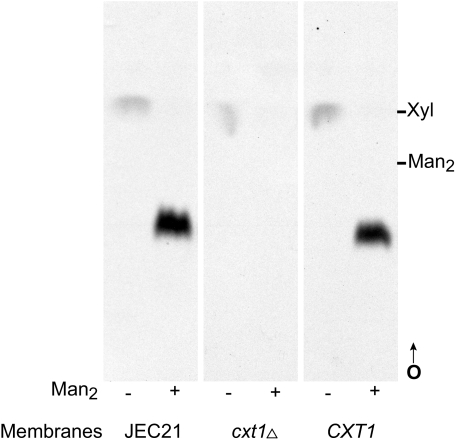 FIGURE 3.