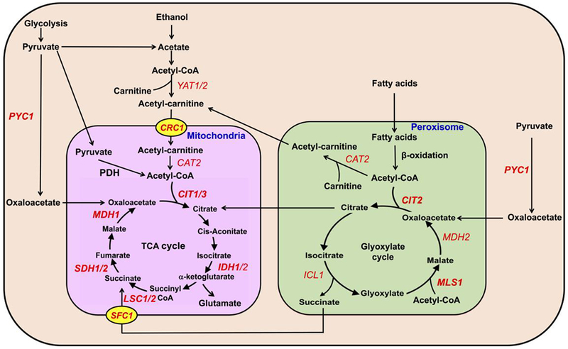 FIGURE 1.