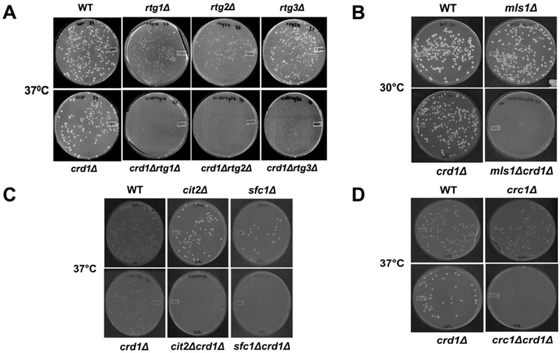 FIGURE 4.