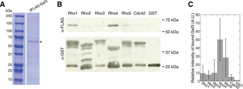 FIGURE 4: