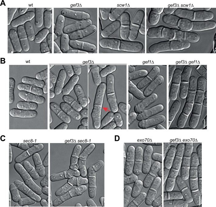 FIGURE 3: