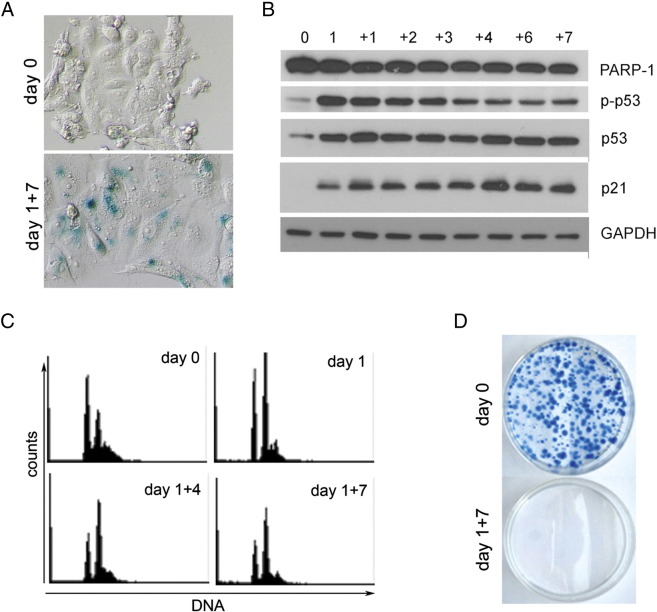 Figure 6