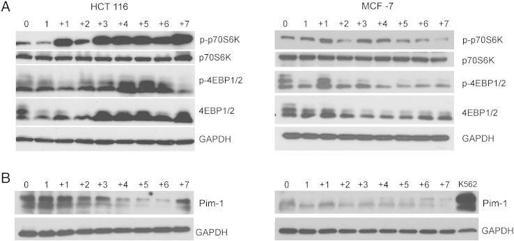 Figure 7