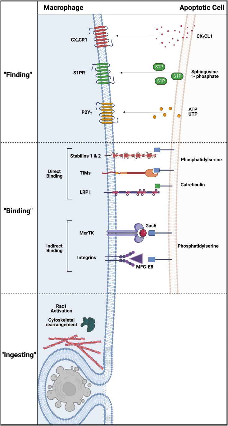 FIG. 3.