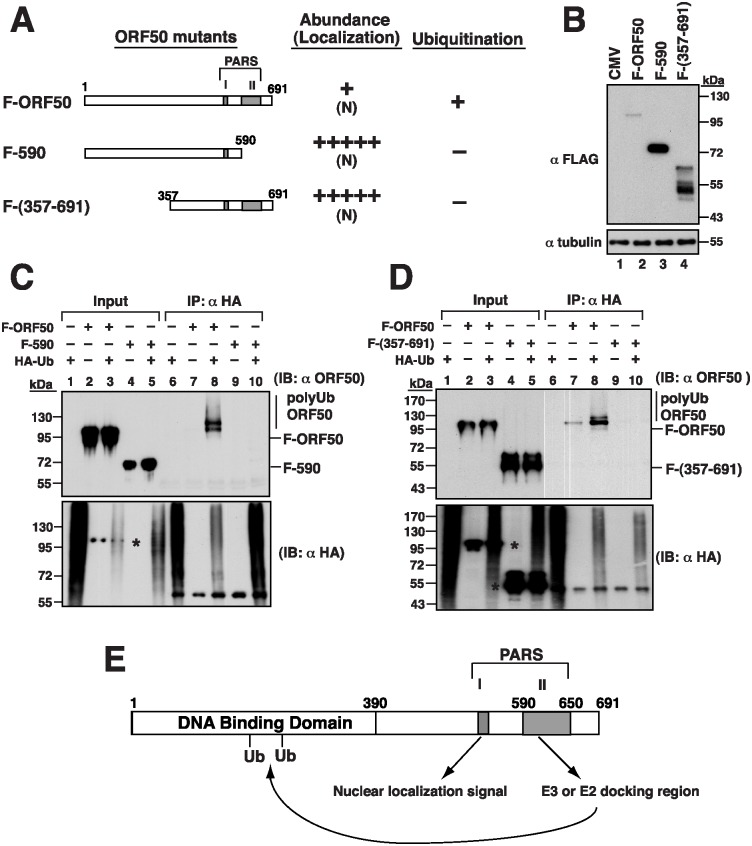 Fig 7