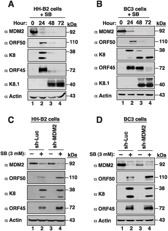 Fig 12